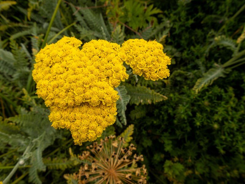 Achillea filipendulina  2022-07-25 1-1