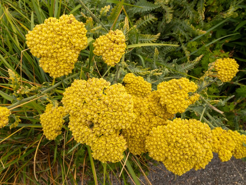 Achillea filipendulina  2022-07-25 1-2