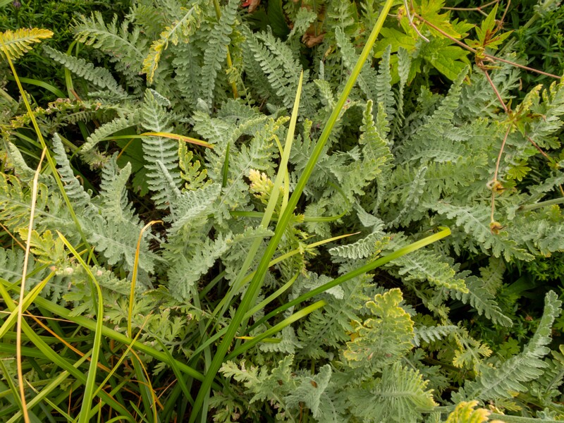 Achillea filipendulina  2022-07-25 1-3