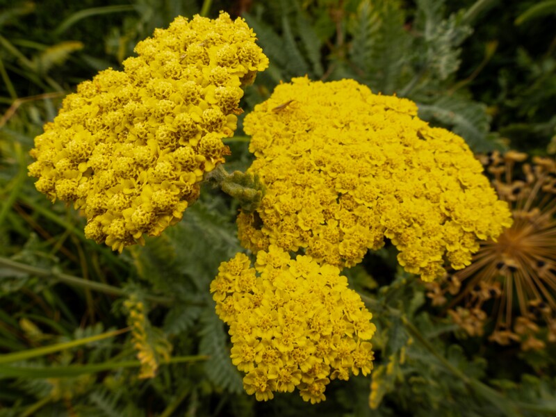 Achillea filipendulina  2022-07-25 1-4