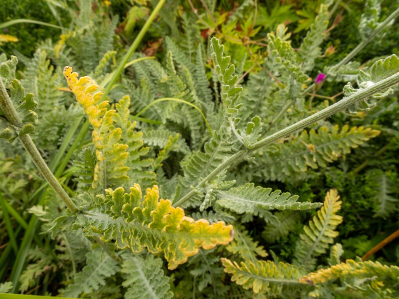 Achillea filipendulina  2022-07-25 1-5