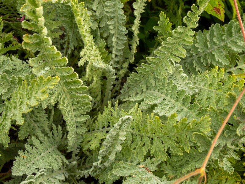 Achillea filipendulina  2022-07-25 1-6