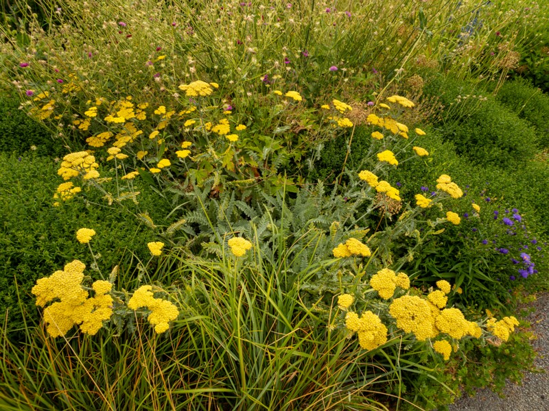 Achillea filipendulina  2022-07-25 1-8