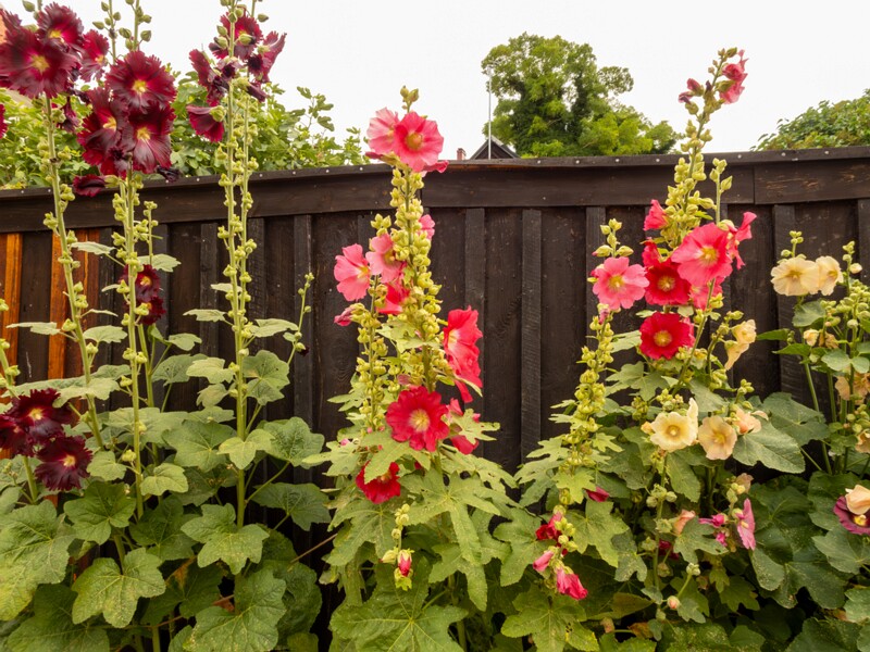 Alcea rosea  2022-07-25 1-1