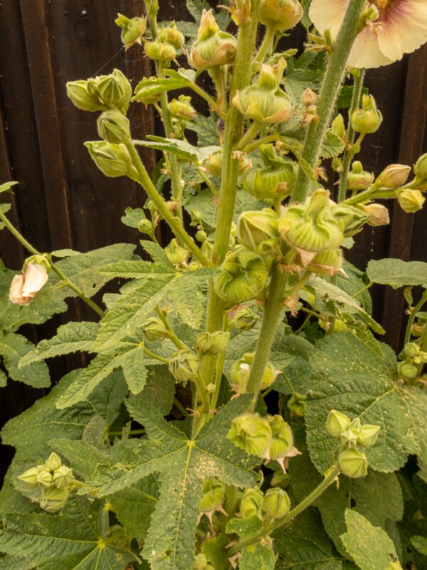 Alcea rosea  2022-07-25 1-3