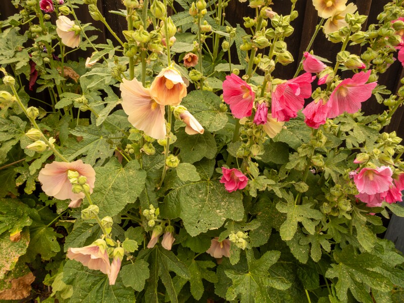 Alcea rosea  2022-07-25 1-4