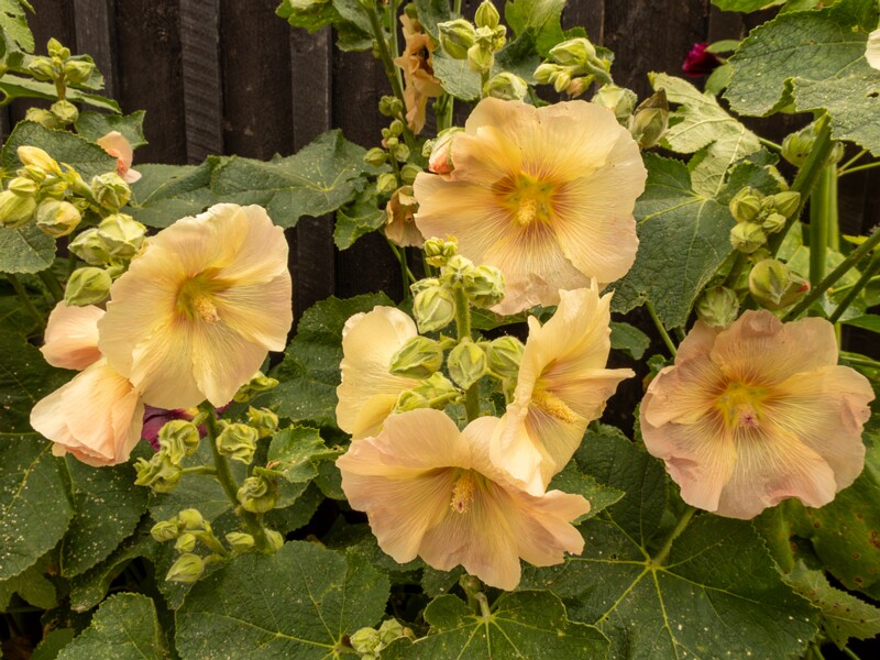 Alcea rosea  2022-07-25 1-5