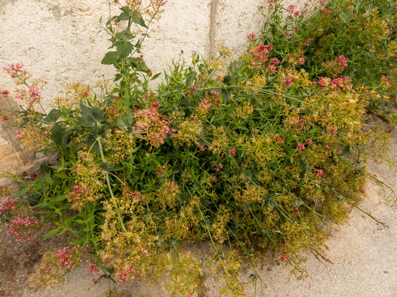 Centranthus ruber  2022-07-25 1-1