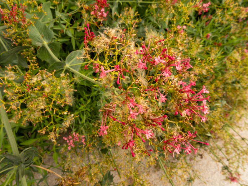 Centranthus ruber  2022-07-25 1-2