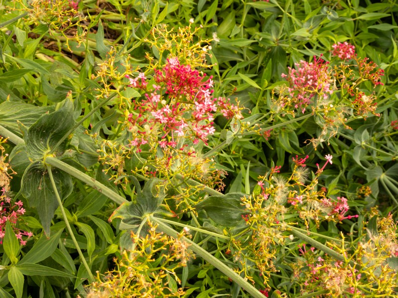 Centranthus ruber  2022-07-25 1-3
