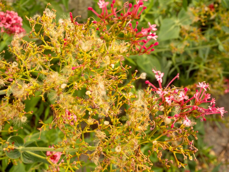 Centranthus ruber  2022-07-25 1-4