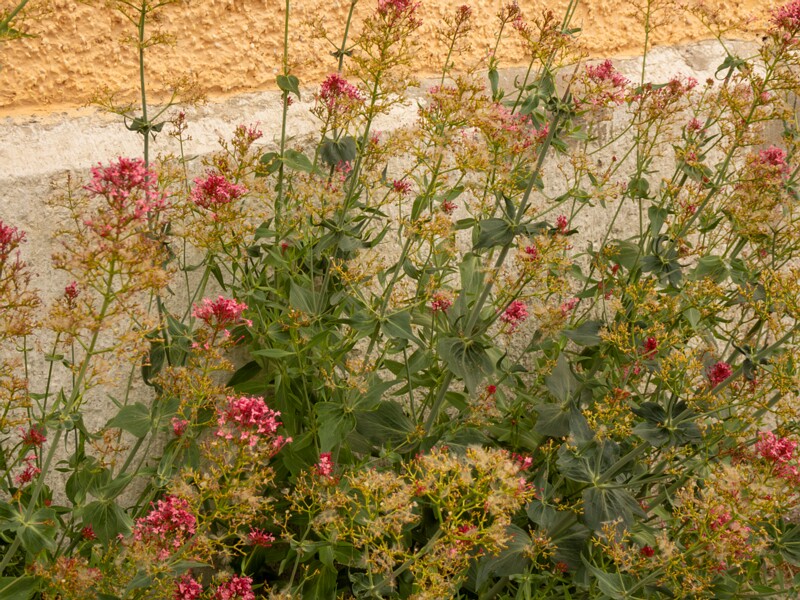 Centranthus ruber  2022-07-25 1-5