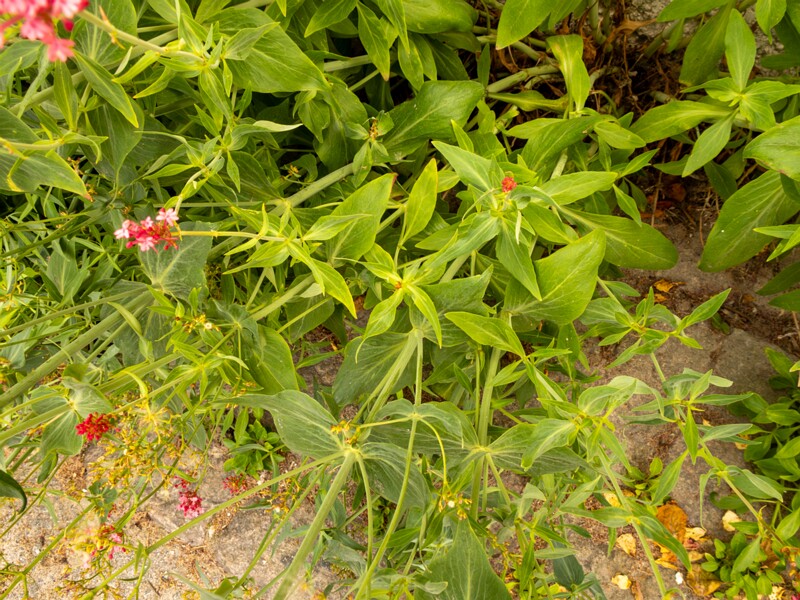 Centranthus ruber  2022-07-25 1-6