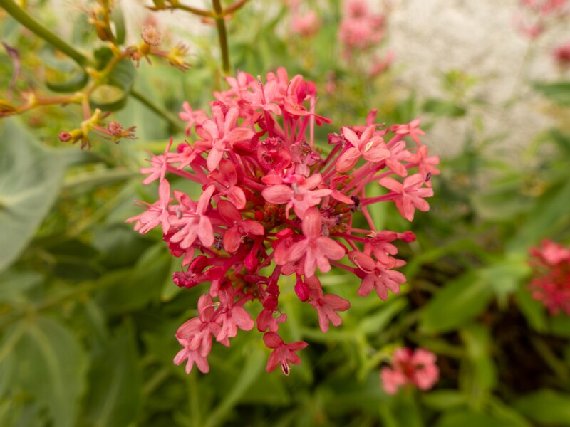 Centranthus ruber  2022-07-25 1-7