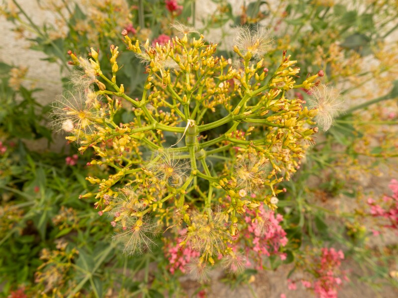 Centranthus ruber  2022-07-25 1-8