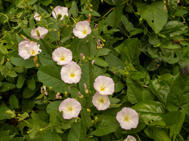 Convolvulus arvensis  2022-07-25 1-1