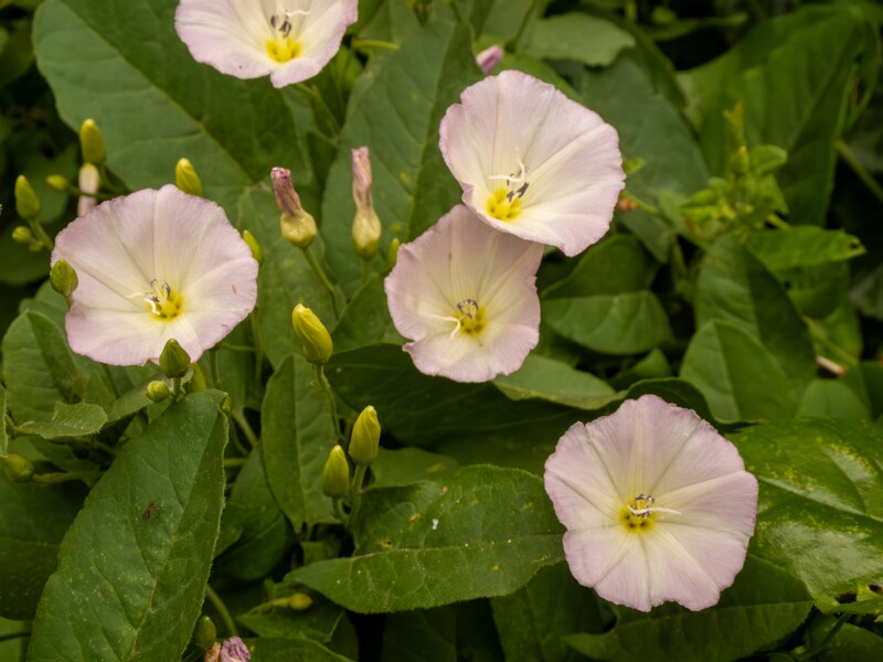 Convolvulus arvensis  2022-07-25 1-2