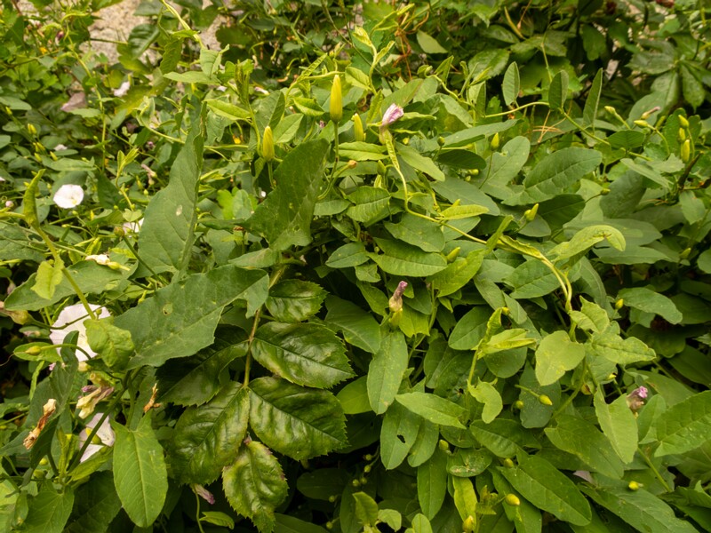 Convolvulus arvensis  2022-07-25 1-3