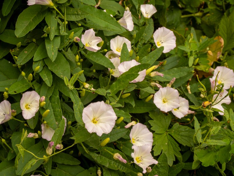 Convolvulus arvensis  2022-07-25 1-4