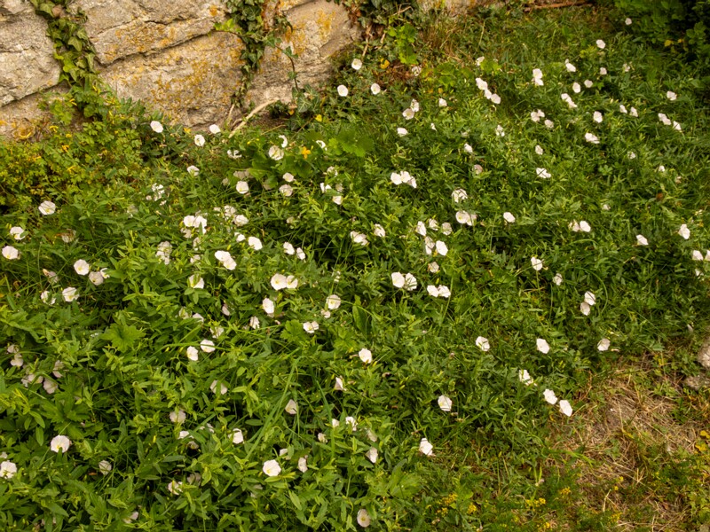 Convolvulus arvensis  2022-07-25 1-5