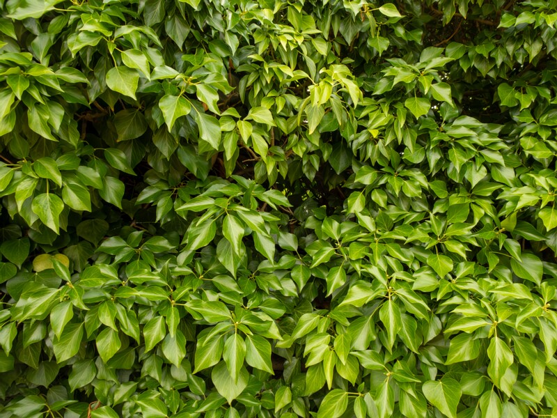 Hedera colchica  2022-07-25 1-1