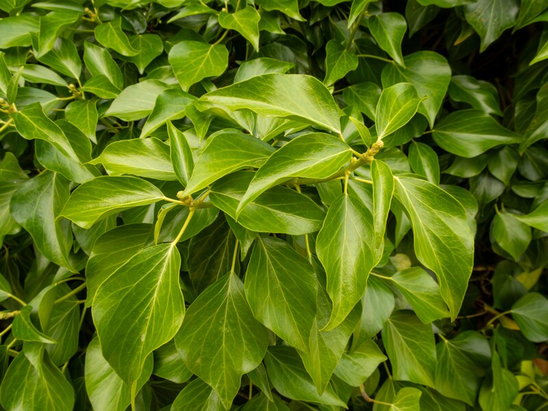 Hedera colchica  2022-07-25 1-2