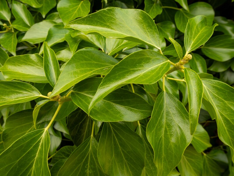 Hedera colchica  2022-07-25 1-3