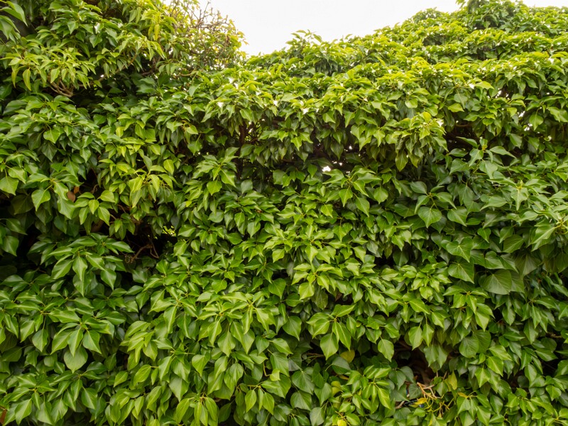 Hedera colchica  2022-07-25 1-4