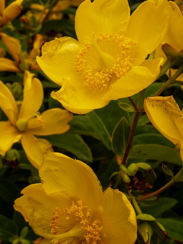 Hypericum x hidcoteense  2022-07-25 1-1