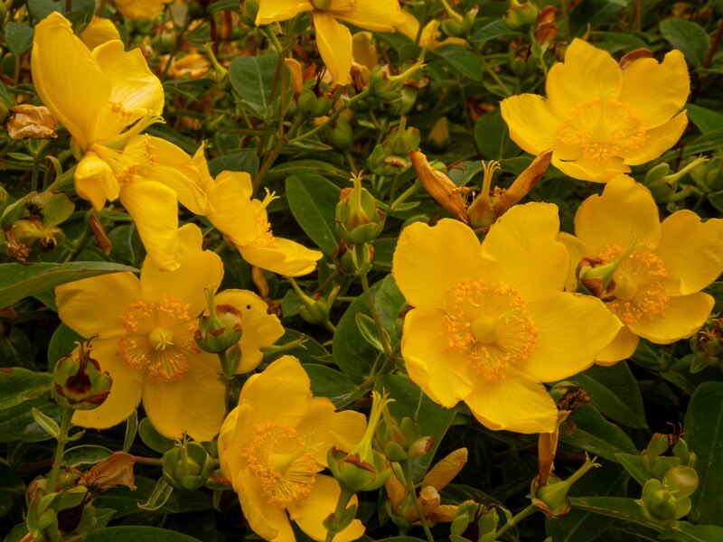 Hypericum x hidcoteense  2022-07-25 1-3