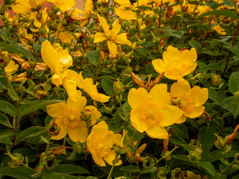 Hypericum x hidcoteense  2022-07-25 1-4