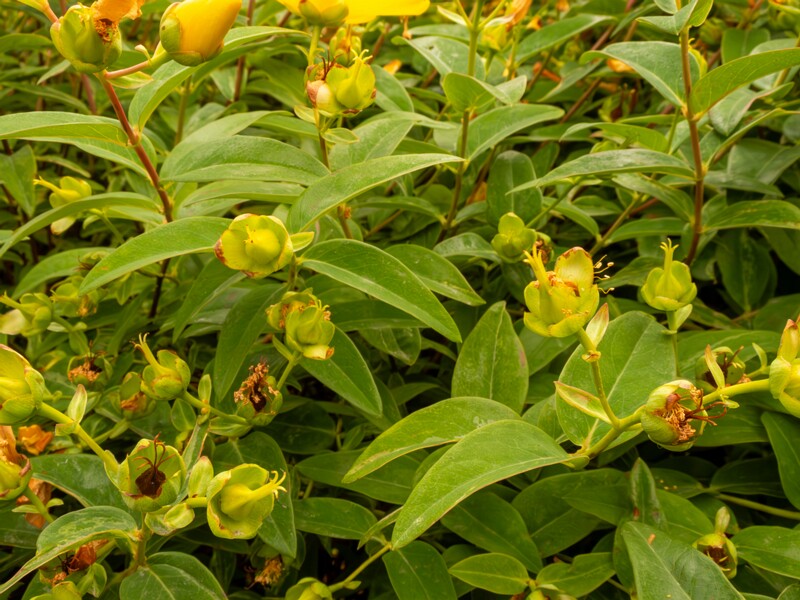Hypericum x hidcoteense  2022-07-25 1-6