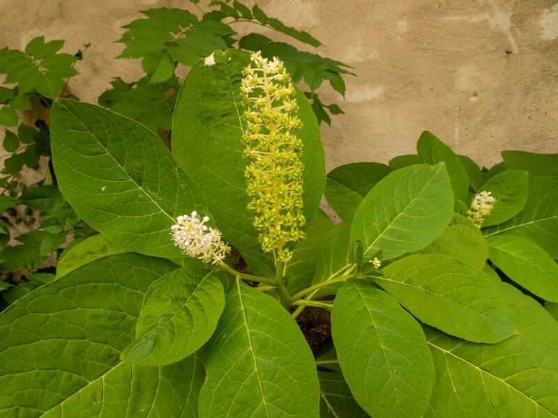 Phytolacca acinosa  2022-07-25 1-1