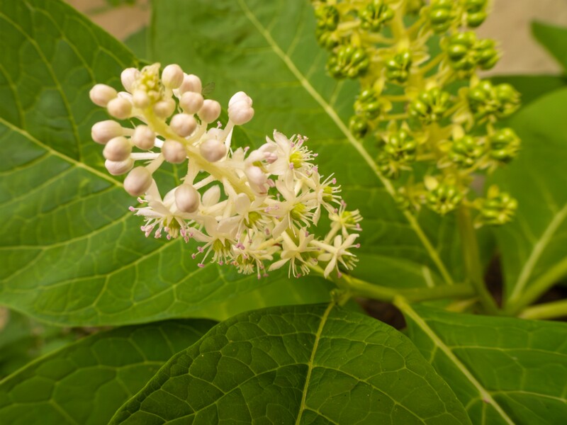 Phytolacca acinosa  2022-07-25 1-3