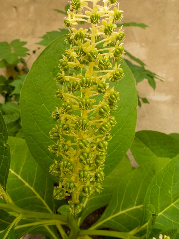 Phytolacca acinosa  2022-07-25 1-4
