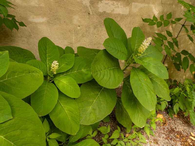 Phytolacca acinosa  2022-07-25 1-5