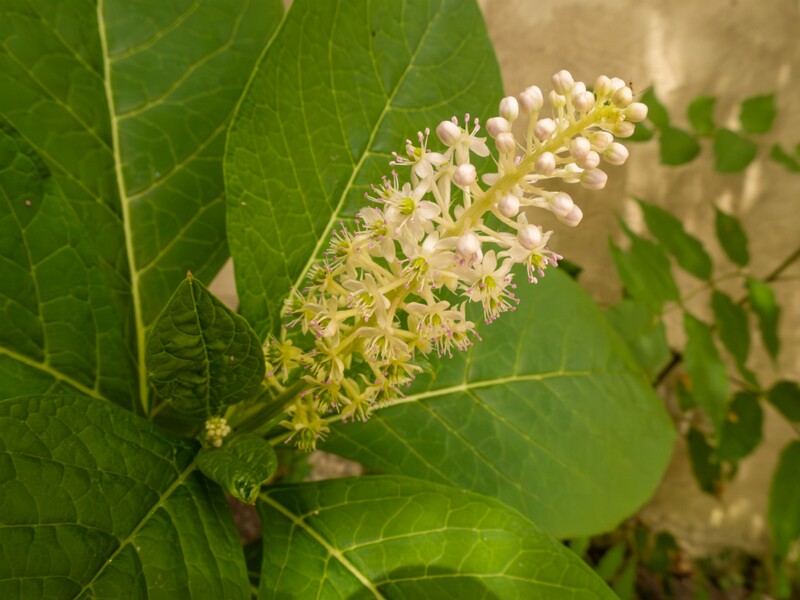 Phytolacca acinosa  2022-07-25 1-6