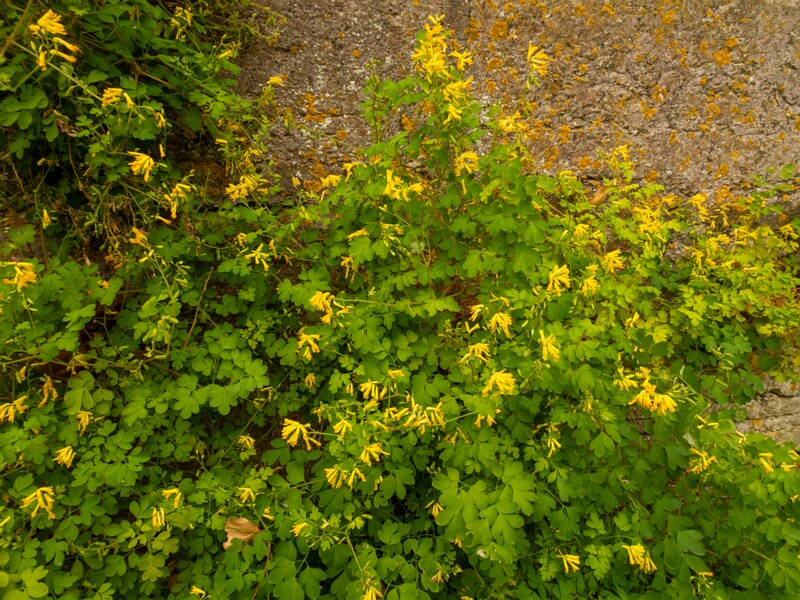 Pseudofumaria lutea  2022-07-25 1-1