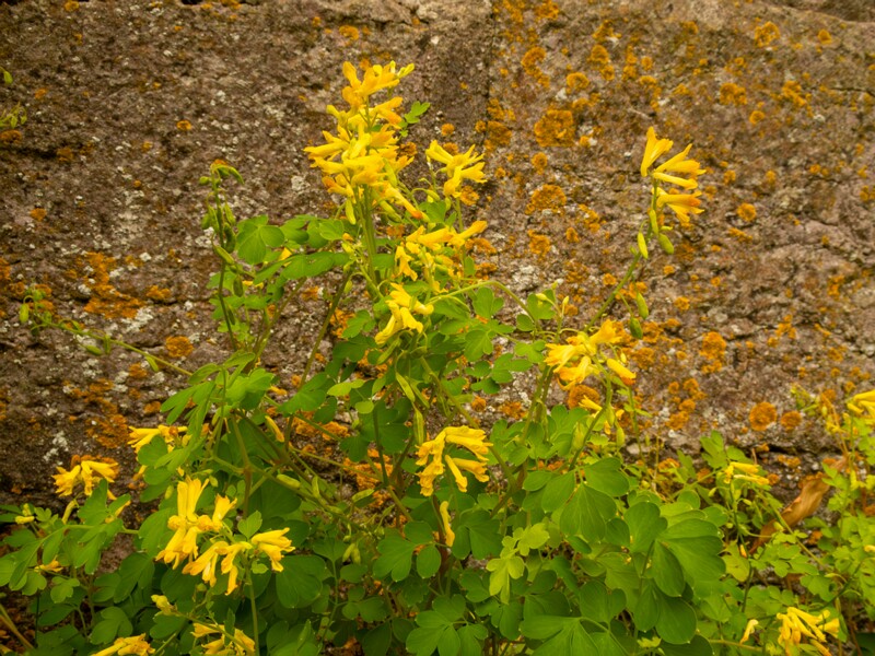 Pseudofumaria lutea  2022-07-25 1-2