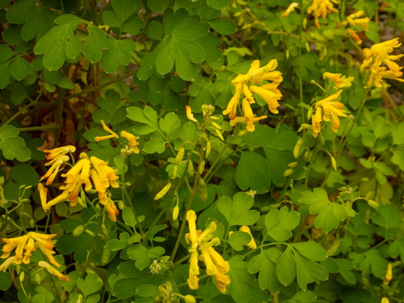 Pseudofumaria lutea  2022-07-25 1-3