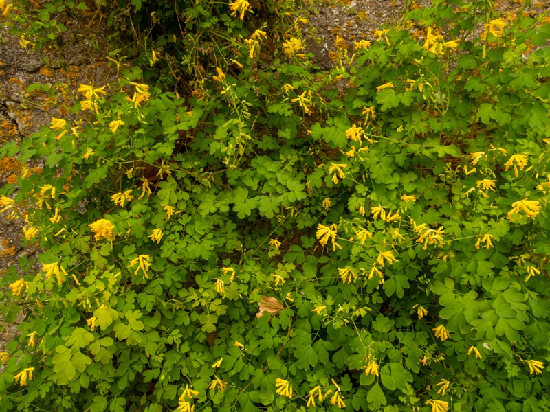 Pseudofumaria lutea  2022-07-25 1-4