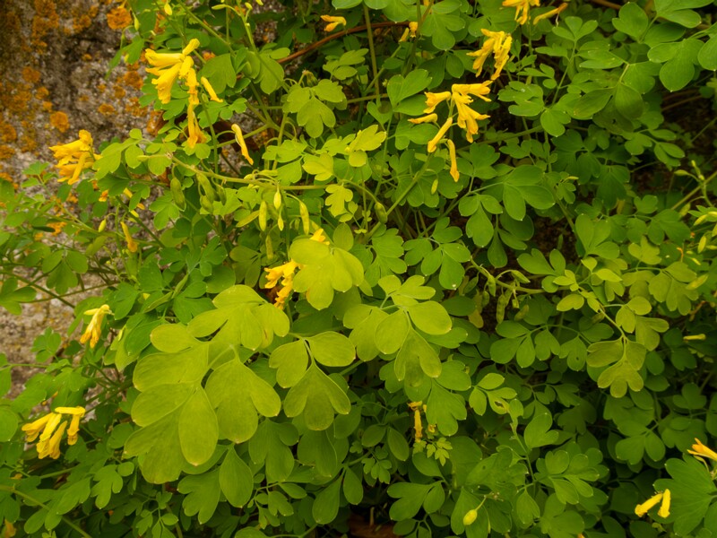 Pseudofumaria lutea  2022-07-25 1-5