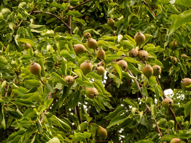 Pyrus communis  2022-07-25 1-1