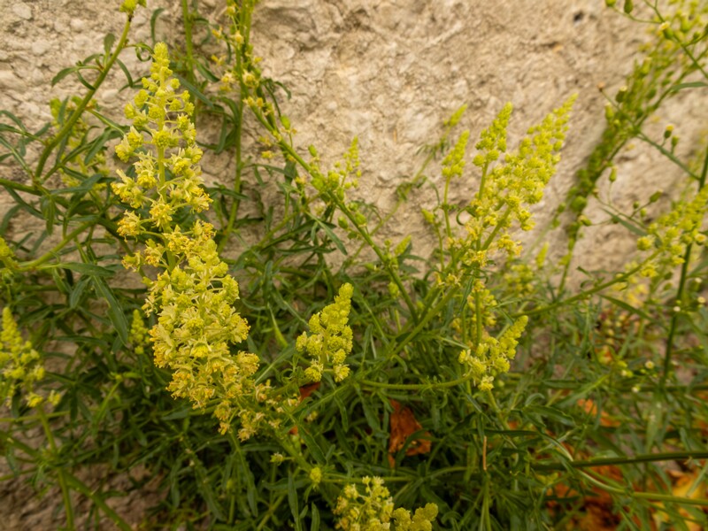 Reseda lutea  2022-07-25 1-1
