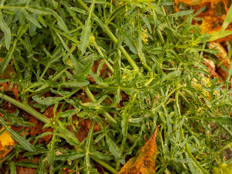 Reseda lutea  2022-07-25 1-3