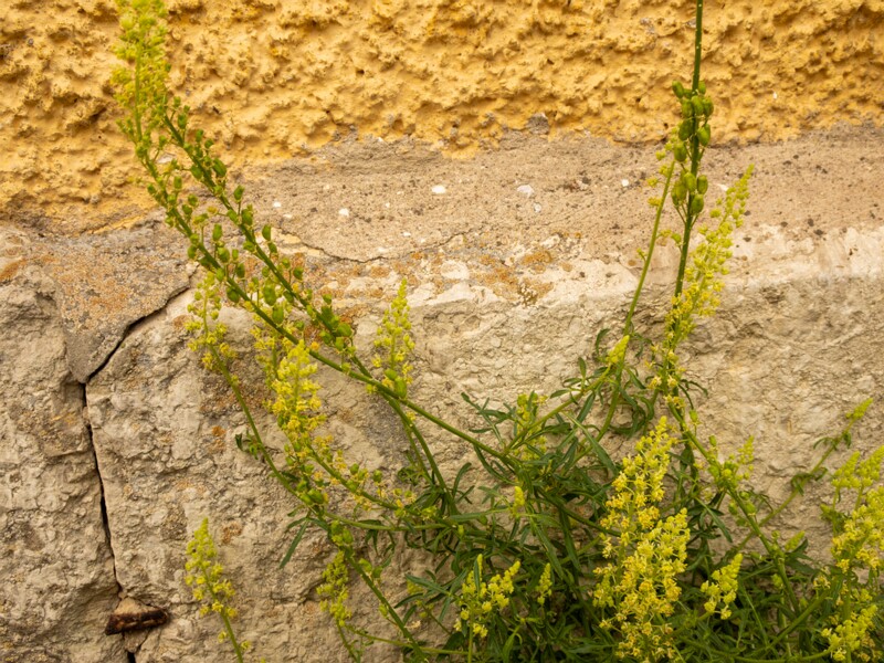 Reseda lutea  2022-07-25 1-4