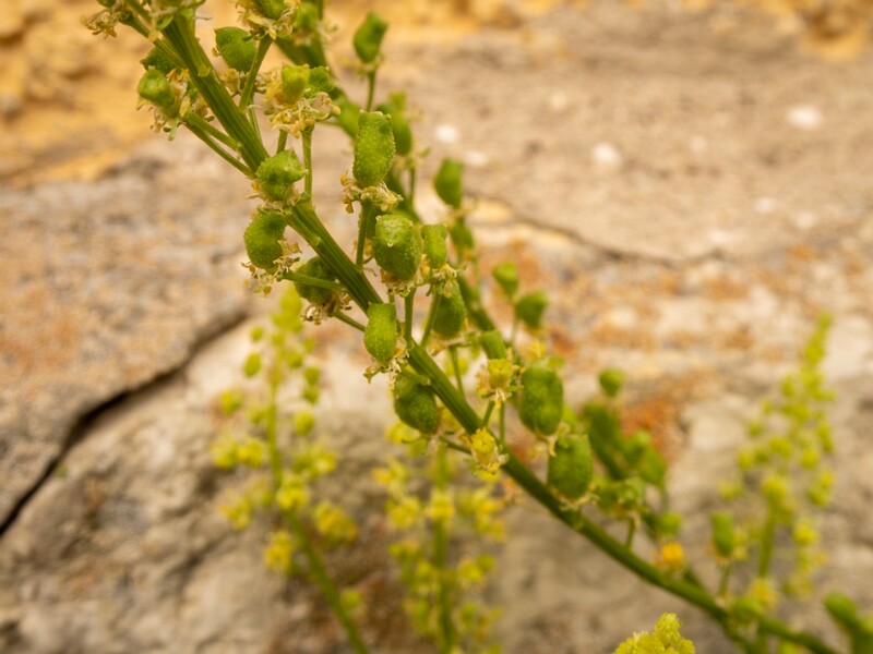 Reseda lutea  2022-07-25 1-5