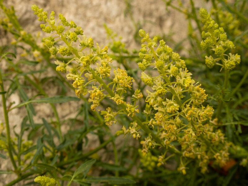 Reseda lutea  2022-07-25 1-6