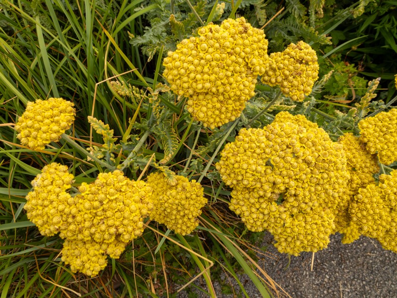 lat. Achillea filipendulina