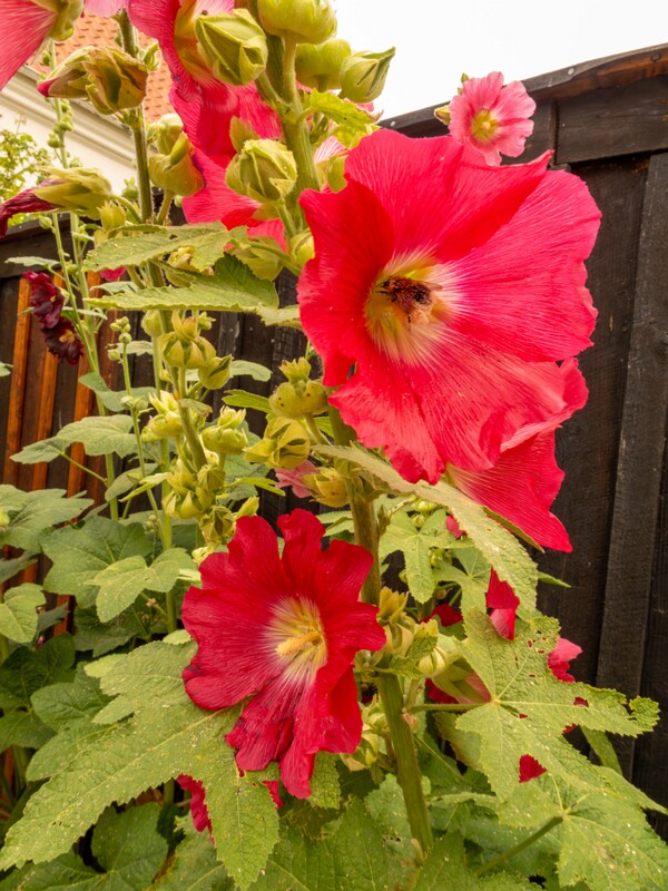 lat. Alcea rosea
